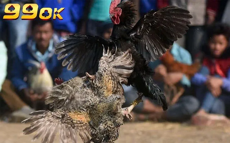 Đá gà 99ok cung cấp nhiều trận đấu kinh điển của thần kê mạnh