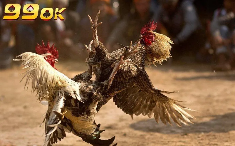 Chơi đá gà nhận thưởng cực nhanh chỉ với ít phút